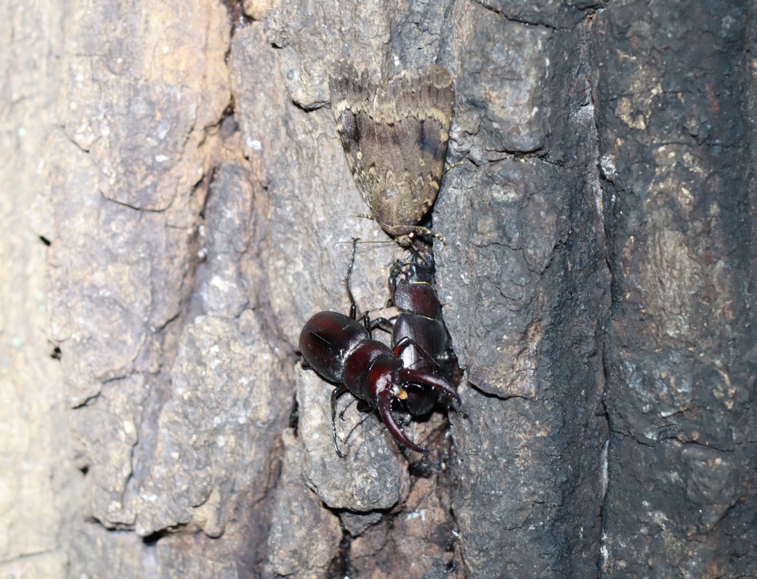 ノコギリクワガタのペア_No.5のクヌギ_クワガタ達のオアシス_2023年8月28日19時15分 気温29.8度